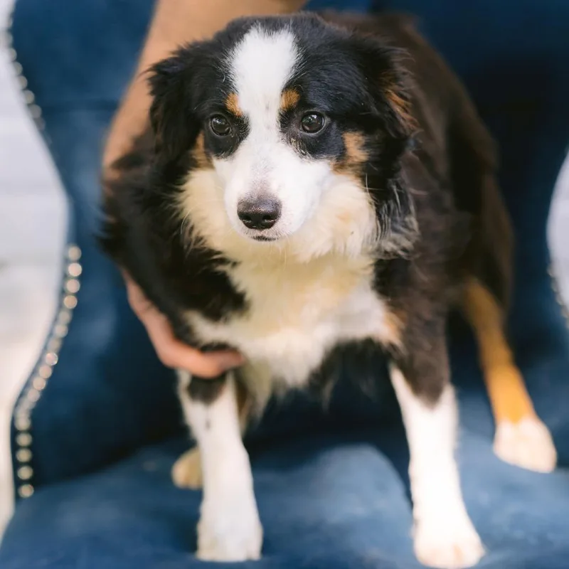 A young small-sized female Australian Shepherd dog named Mizzen for adoption in Zionsville, IN