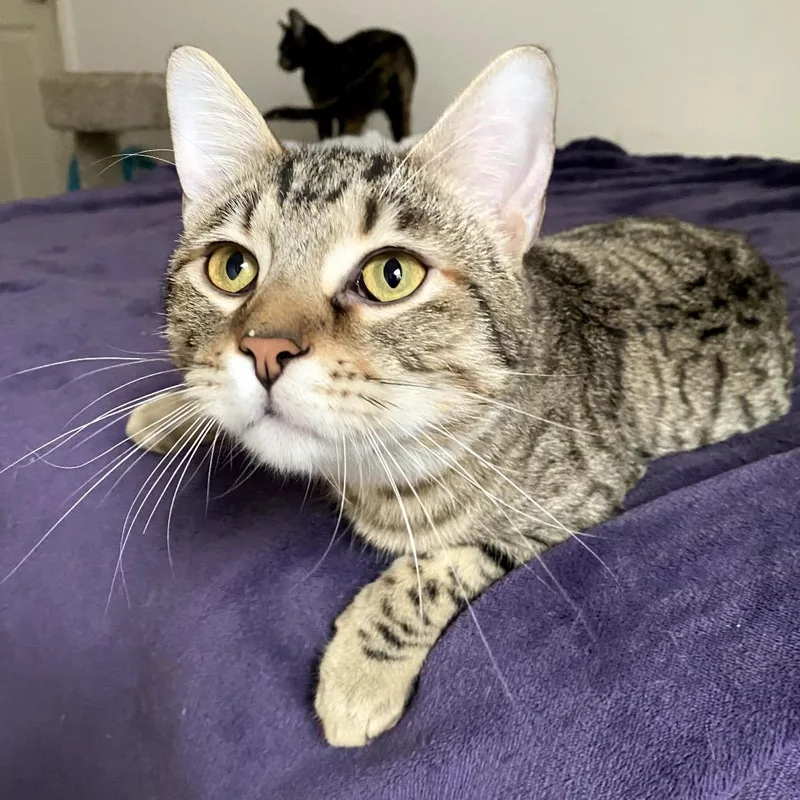 Wyatt Dwerp thumbnail 2