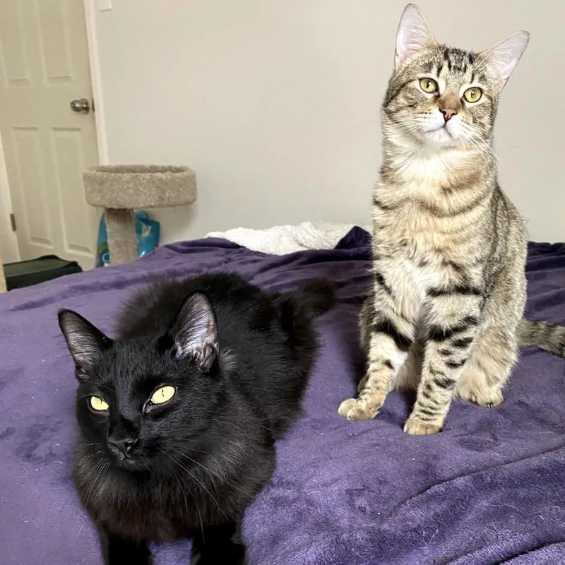 Wyatt Dwerp thumbnail 3