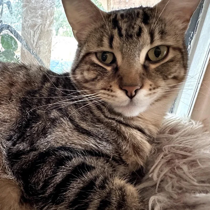 Wyatt Dwerp thumbnail 6