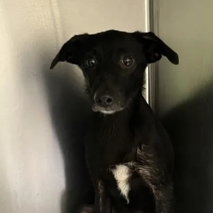A young small-sized female Cardigan Welsh Corgi dog named Leeann for adoption in Merriam, KS