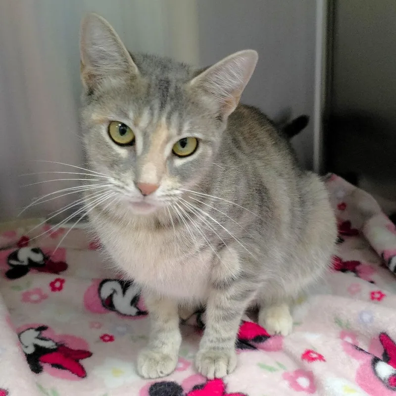 A young medium-sized female Tortoiseshell Domestic Short Hair cat named Gayle for adoption in Michigan City, IN