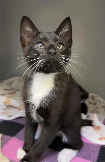 A baby small-sized male Domestic Short Hair cat named Omelet for adoption in Cumming, GA