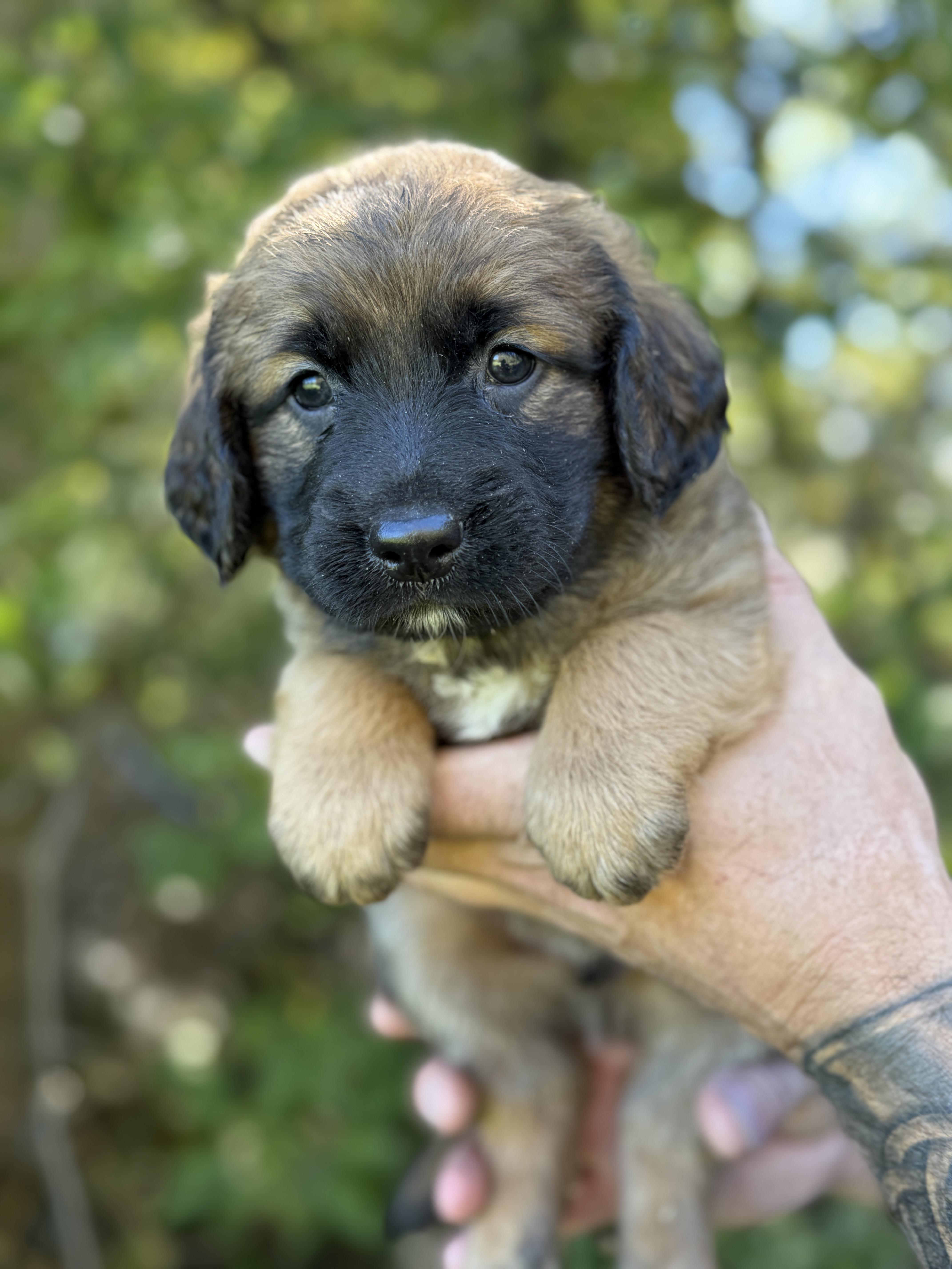 A baby medium-sized male Chocolate Labrador Retriever dog named Marshall for adoption in Iron Ridge, WI
