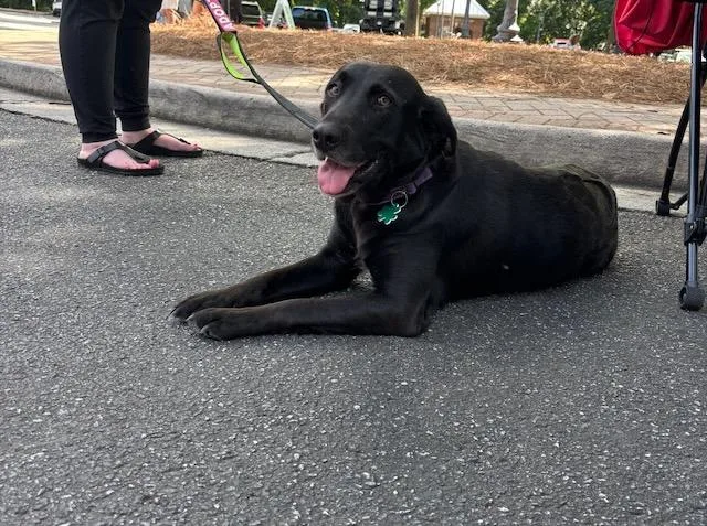 A young medium-sized female Black Labrador Retriever dog named Eleanor for adoption in Alpharetta, GA