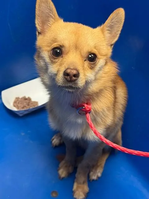 An adult small-sized male Chihuahua dog named Taco for adoption in Dallas, TX