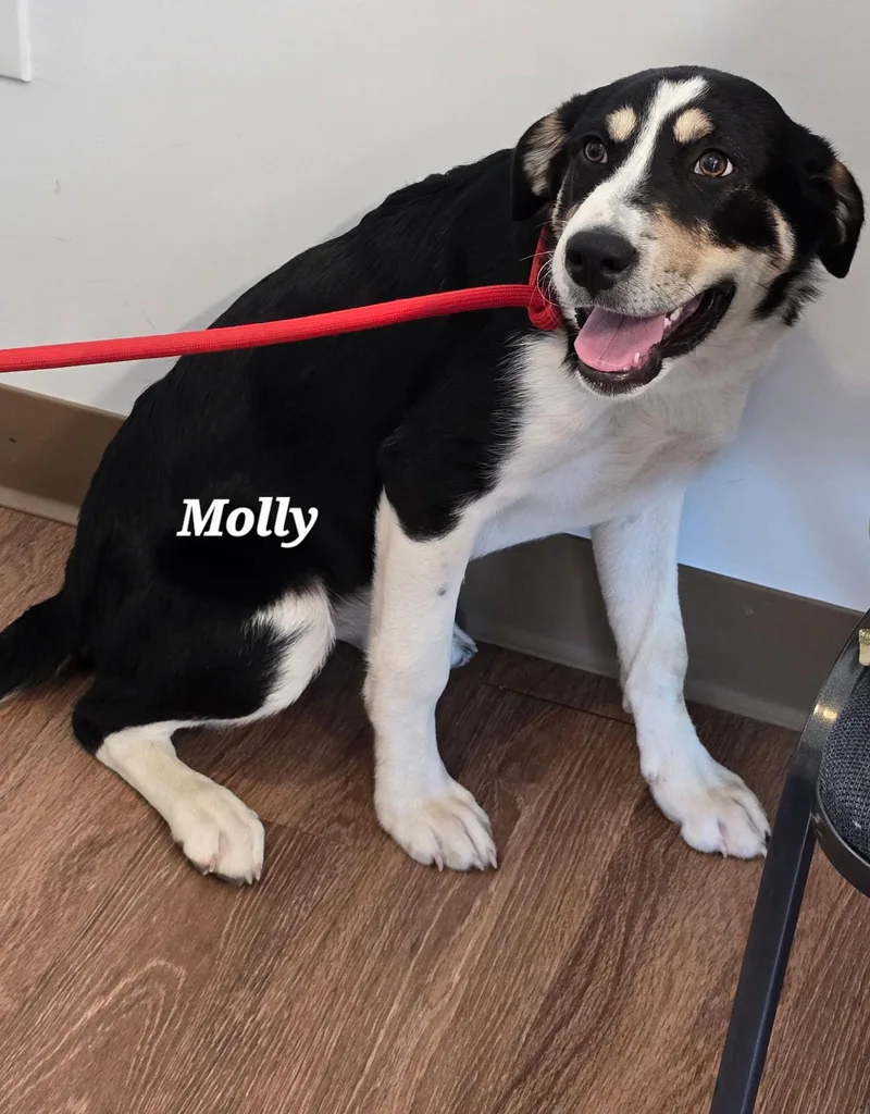 Molly thumbnail 3