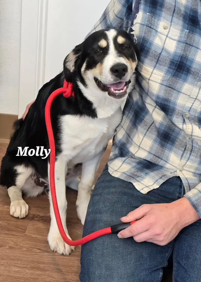 Molly thumbnail 4