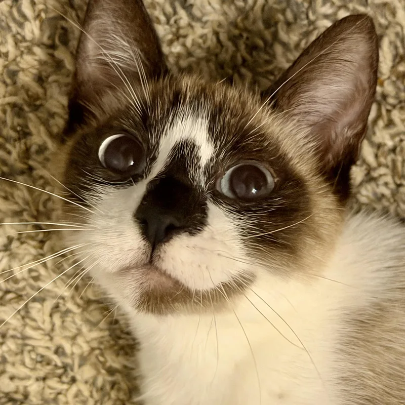 A young medium-sized female Brown / Chocolate Snowshoe cat named Chai for adoption in Liverpool, TX