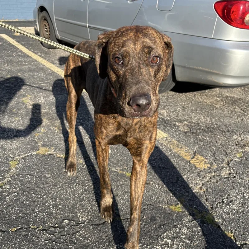 A baby large-sized female Brindle Doberman Pinscher dog named Debbie for adoption in Northbrook, IL
