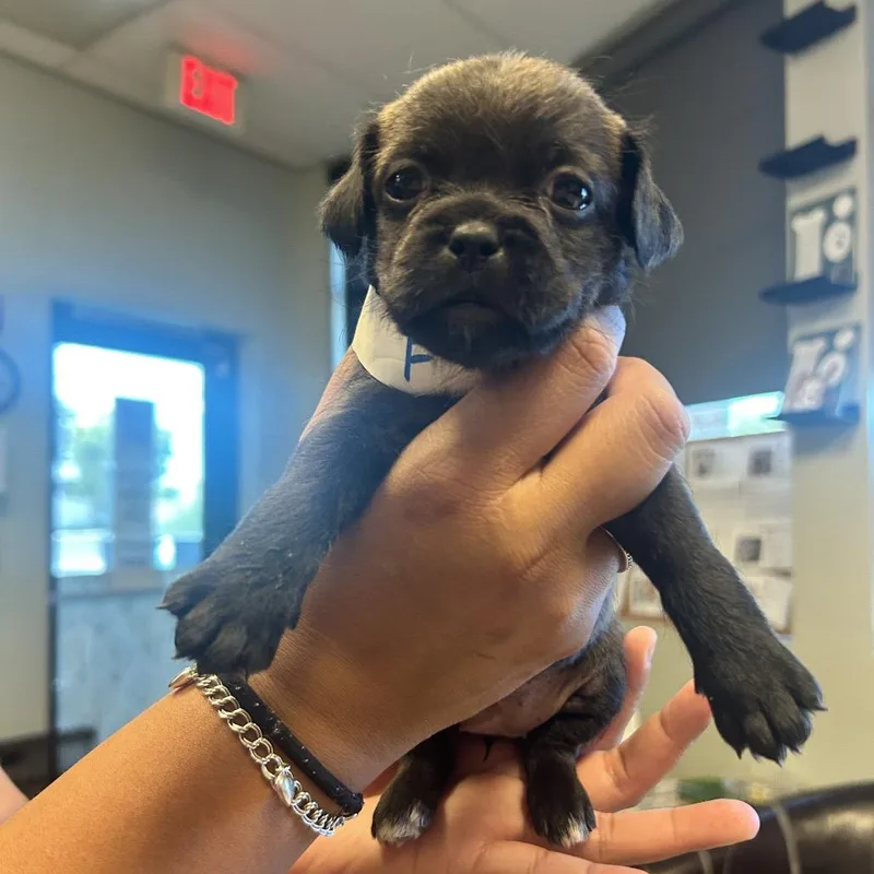 A baby small-sized female Black Shih Tzu dog named Prinney for adoption in Las Vegas, NV