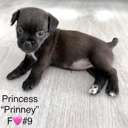Prinney thumbnail 2