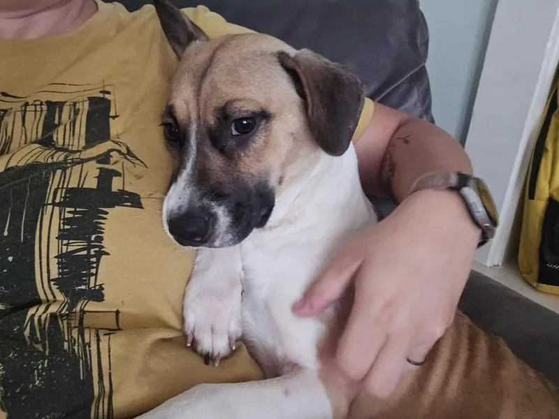 A young medium-sized female Tricolor (Brown, Black, & White) Beagle dog named Prissy for adoption in Houston, TX
