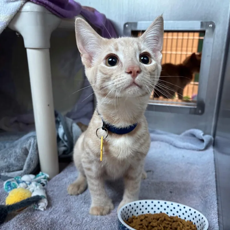 A baby small-sized male Buff / Tan / Fawn Domestic Short Hair cat named Journey for adoption in Springfield, MA