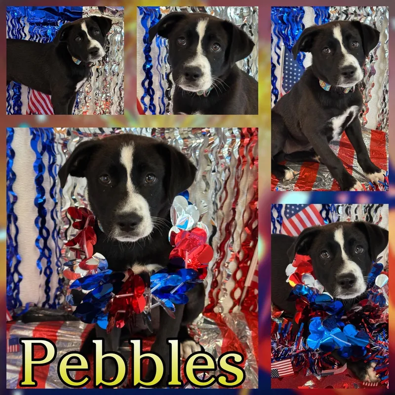 A baby large-sized female Black Labrador Retriever dog named Pebbles for adoption in Hatfield, PA