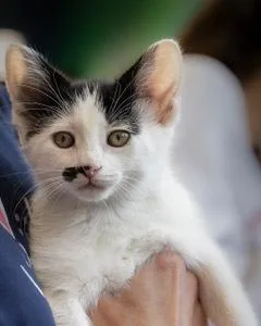 A baby small-sized male Black & White / Tuxedo Domestic Short Hair cat named Iona for adoption in Oradell, NJ