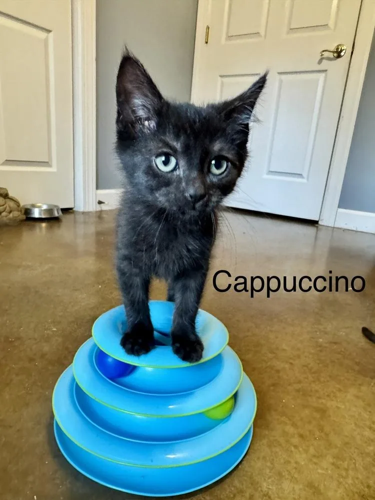 Cappuccino
