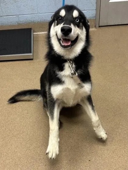 A young large-sized male Mixed Breed dog named Twizzler for adoption in Chamblee, GA