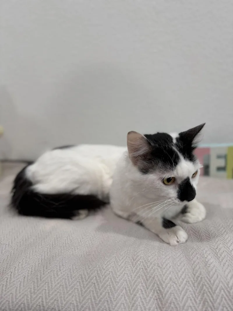 Mustachio thumbnail 3