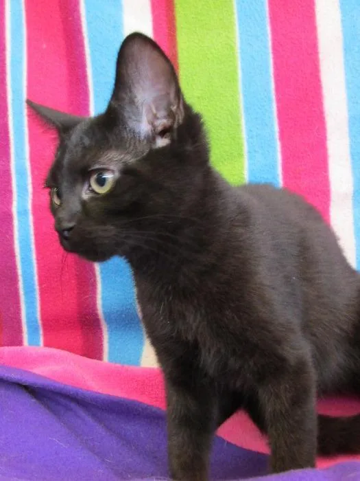 A senior medium-sized female Bombay cat named Abby for adoption in Richmond, IN