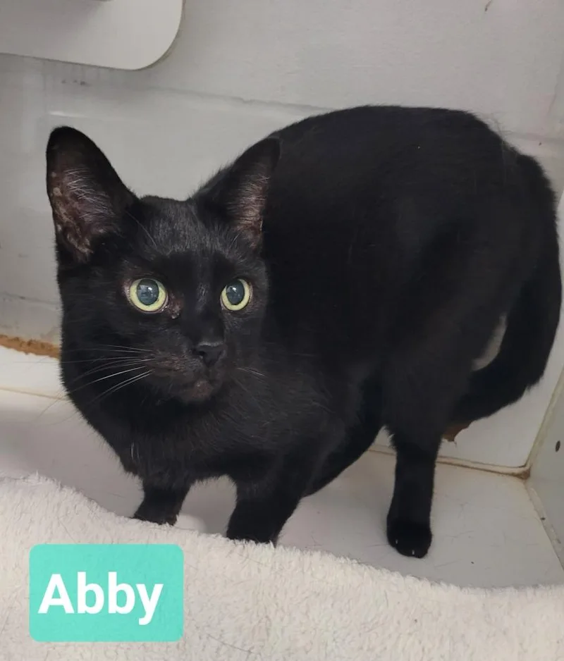 Abby thumbnail 2