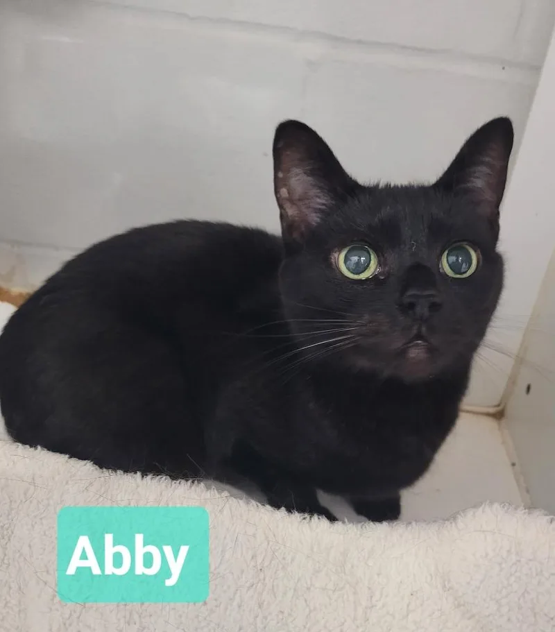 Abby thumbnail 5