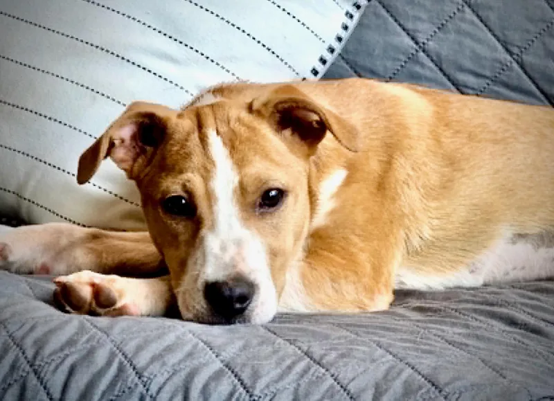 A young medium-sized female Catahoula Leopard Dog dog named Rayna for adoption in Powell, TN