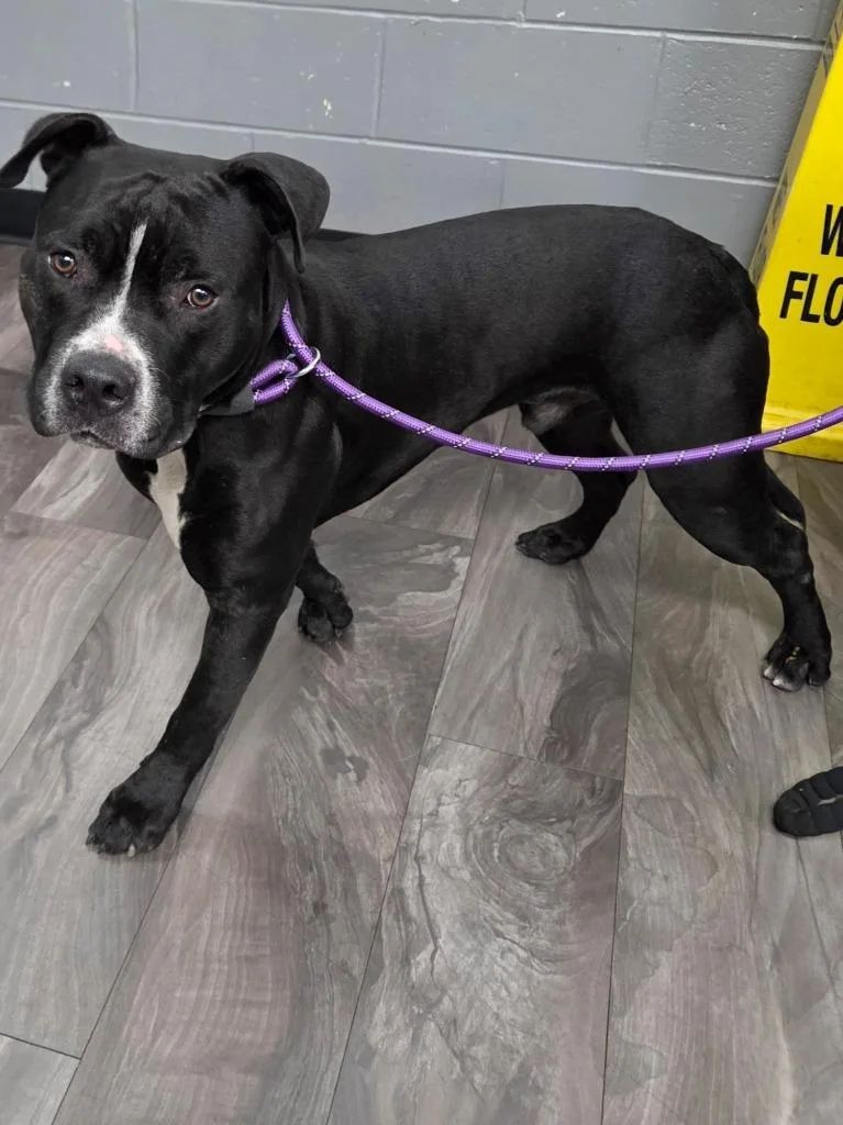 A young medium-sized male Black Pit Bull Terrier dog named Midnight for adoption in Trenton, NJ
