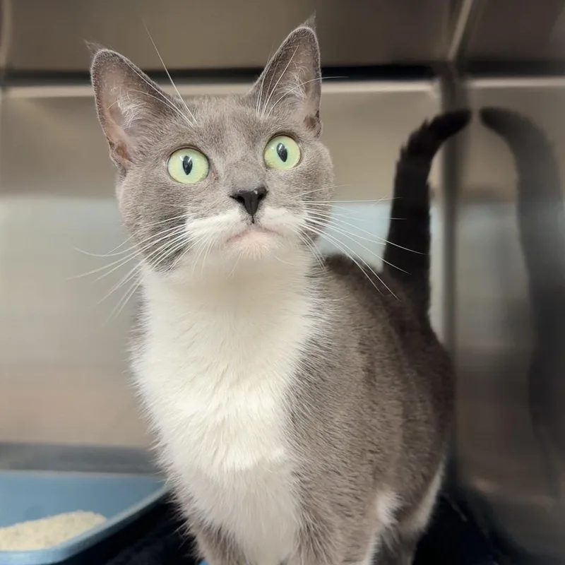 A young medium-sized female Gray & White Domestic Short Hair cat named Jennie for adoption in Exeter, RI