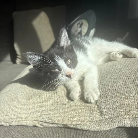 A baby small-sized male Black Domestic Short Hair cat named Linus C for adoption in Princeton, MN