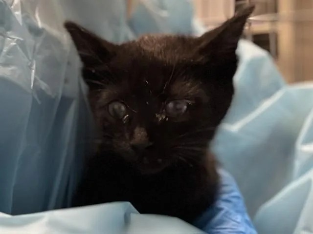 A baby small-sized female Domestic Short Hair cat named Melee for adoption in Pueblo, CO