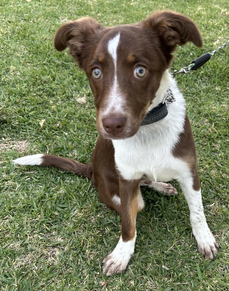 A baby medium-sized male Brown / Chocolate Australian Shepherd dog named Lalo for adoption in Bell Gardens, CA
