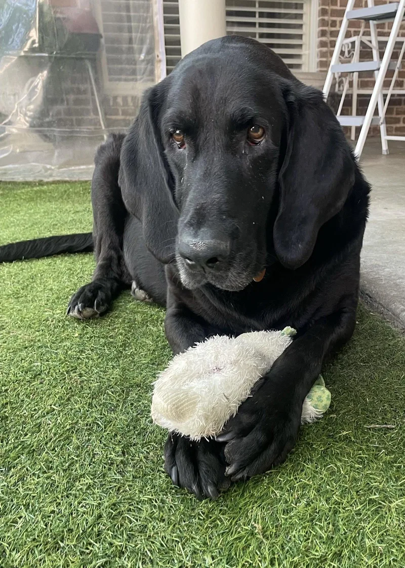An adult large-sized male Labrador Retriever dog named Benni for adoption in Fort Worth, TX