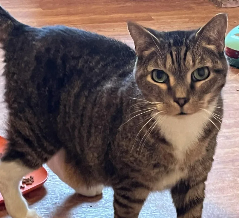 An adult medium-sized male Domestic Short Hair cat named Murray for adoption in Pittsboro, NC