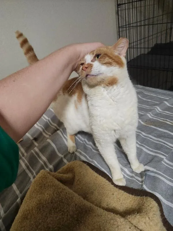 A young medium-sized male Orange & White Domestic Short Hair cat named Roger for adoption in Colmar, PA