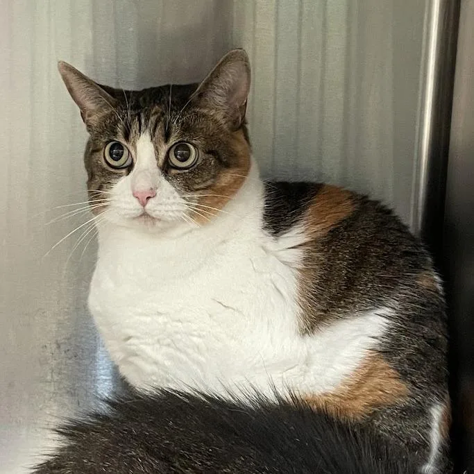 An adult large-sized female Calico Domestic Short Hair cat named Emma for adoption in Port Charlotte, FL