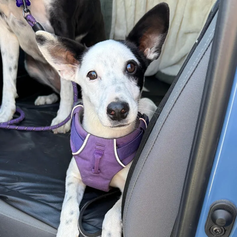 A young small-sized male Black Border Collie dog named Bandit for adoption in Fresno, CA
