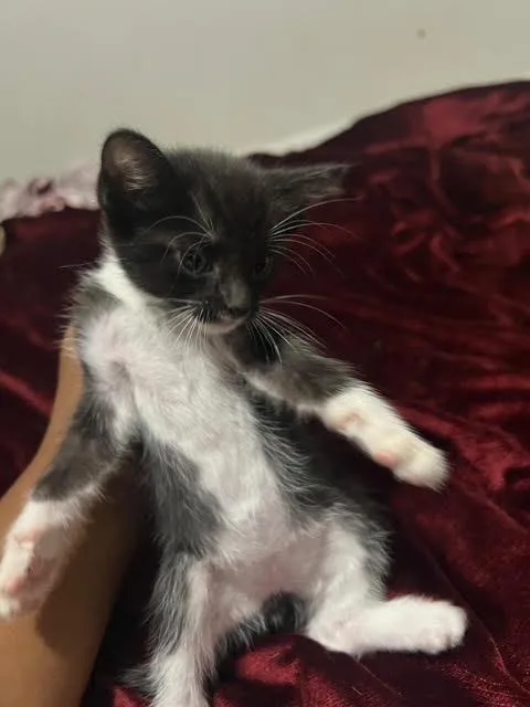 A baby small-sized female Black & White / Tuxedo Domestic Short Hair cat named Mya C Ingram for adoption in Saunderstown, RI