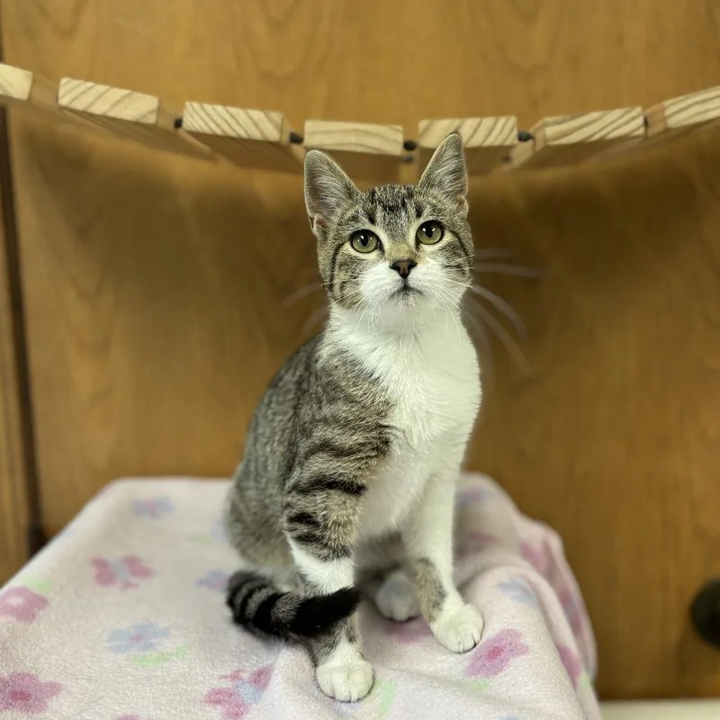 A baby small-sized female Domestic Short Hair cat named Thumbelina for adoption in Fargo, ND