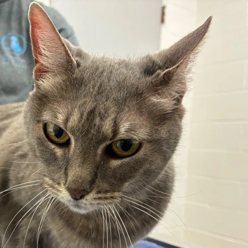 A senior small-sized female Gray / Blue / Silver Domestic Short Hair cat named Allison for adoption in Corpus Christi, TX