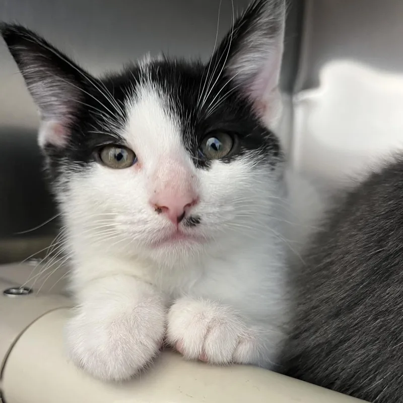 A baby small-sized male White Domestic Short Hair cat named Sam for adoption in Pittsburgh, PA