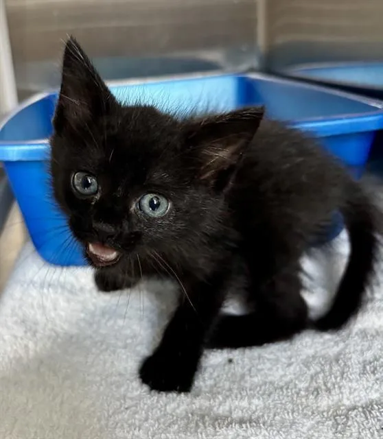 A baby small-sized male Domestic Medium Hair cat named Drew for adoption in Pearland, TX