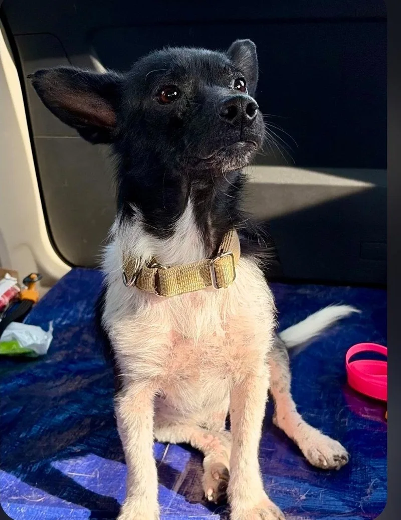 A young medium-sized male Terrier dog named Zigzag Zippy for adoption in Saunderstown, RI
