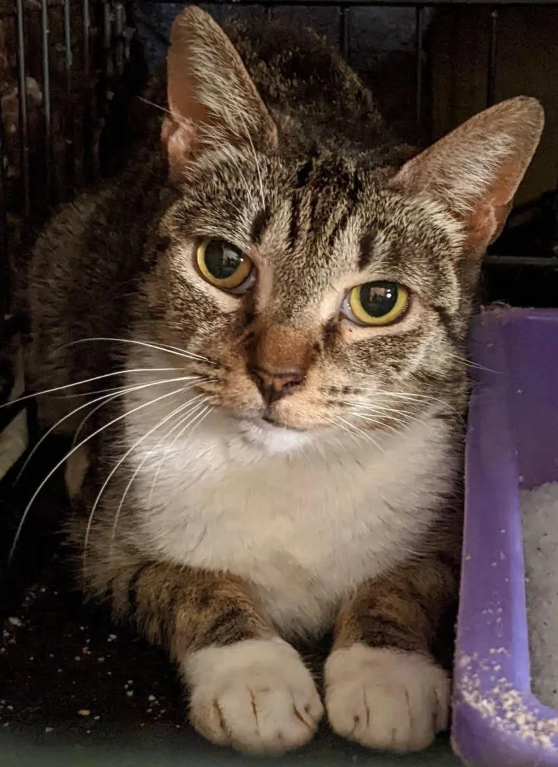 A young medium-sized female Tabby (Buff / Tan / Fawn) Domestic Short Hair cat named Enya for adoption in New York, NY
