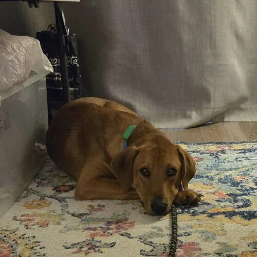 A young large-sized male Brown / Chocolate Labrador Retriever dog named Pickles SCAS for adoption in Rockaway, NJ