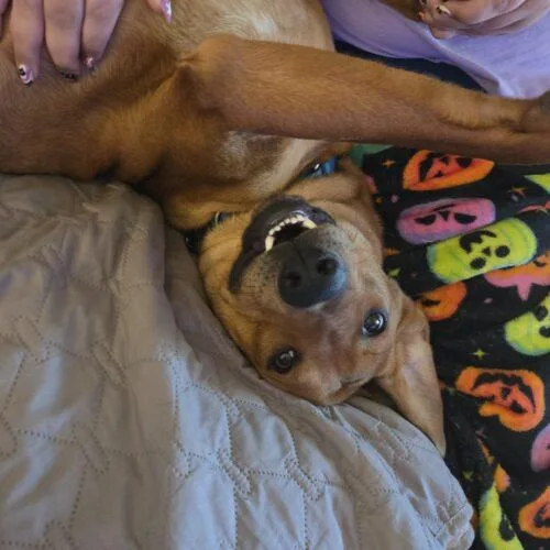 Pickles SCAS thumbnail 2