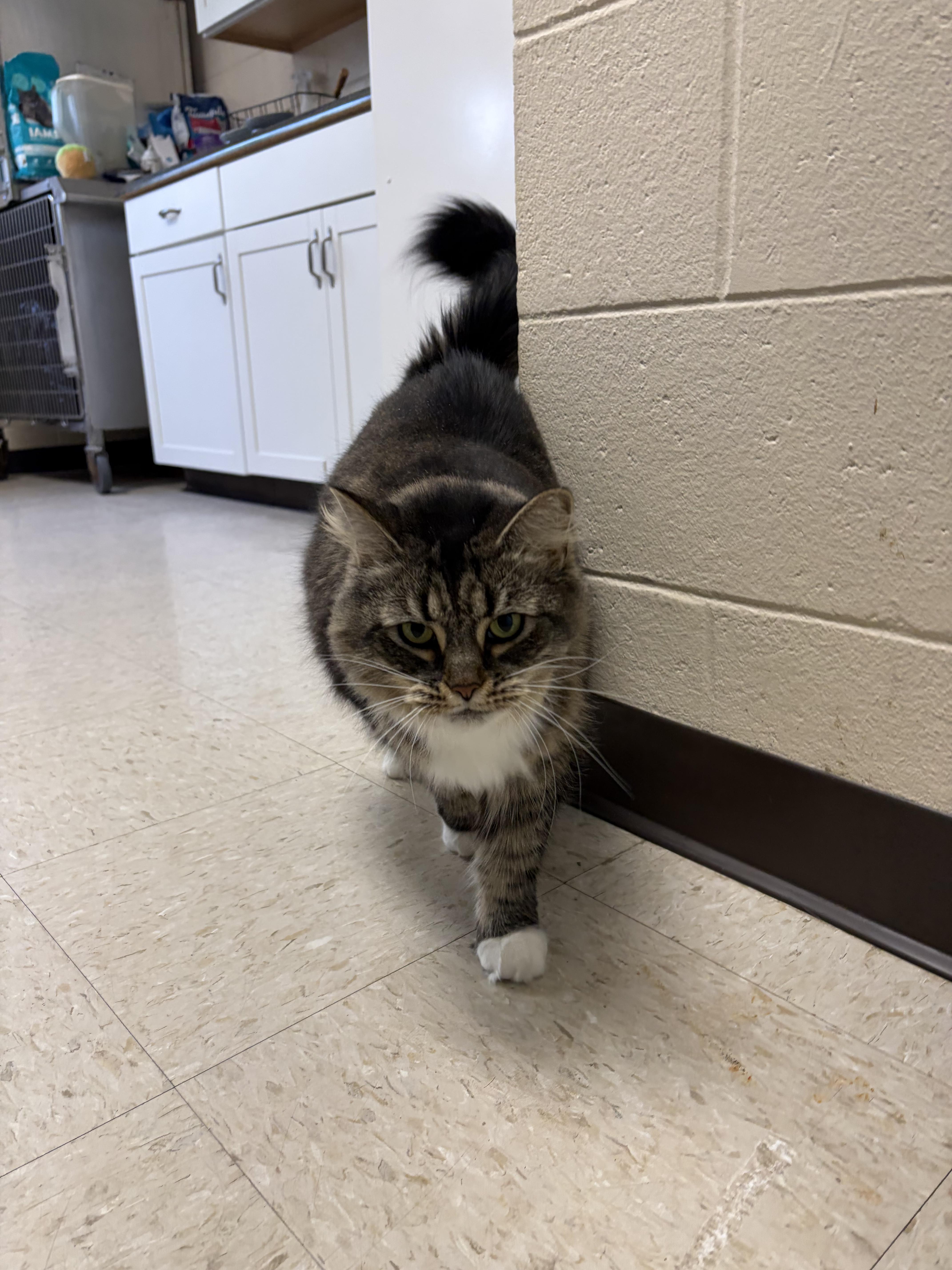 An adult large-sized female Chocolate Point Maine Coon cat named Miyah for adoption in Cranston, RI