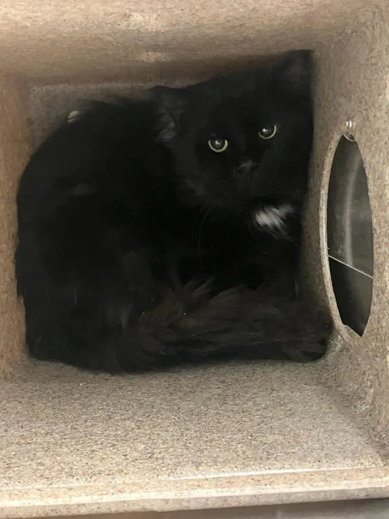 A senior medium-sized male Domestic Long Hair cat named Merlin for adoption in Kenai, AK
