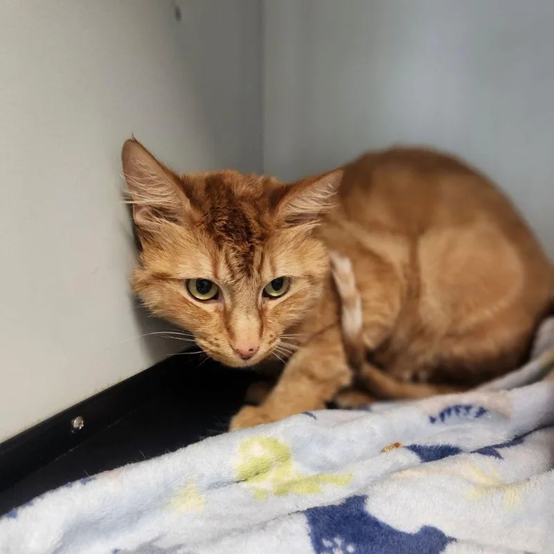 A senior medium-sized male Domestic Short Hair cat named Paul for adoption in Kingman, AZ