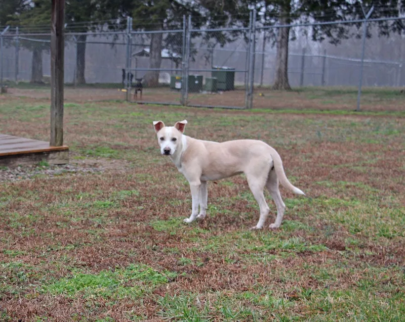 An adult medium-sized female Apricot / Beige Terrier dog named Ila Rose for adoption in Savannah, TN